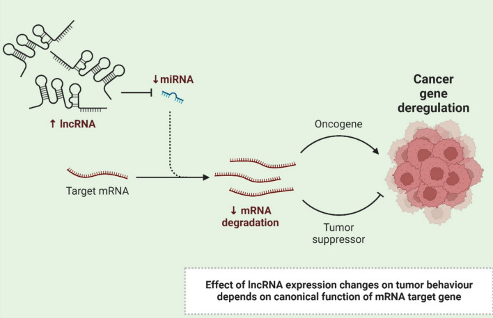 lncRNAs as prognostic markers and therapeutic targets in cuproptosis-mediated cancer.