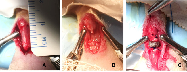 Influence of Porosities of 3D Printed Titanium Implants on the Tensile Properties in a Rat Tendon Repair Model.