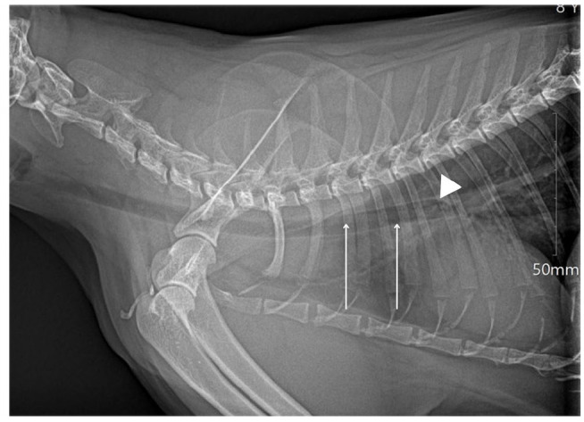 Lidocaine-saturated cotton tip applicator used for laryngeal desensitization resulting in an iatrogenic tracheobronchial foreign body in two cats.