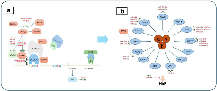 Potential Use of MicroRNA Technology in Thalassemia Therapy.