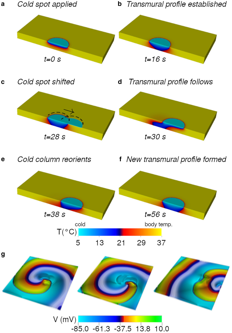 In silico thermal control of spiral wave dynamics in excitable cardiac tissue.