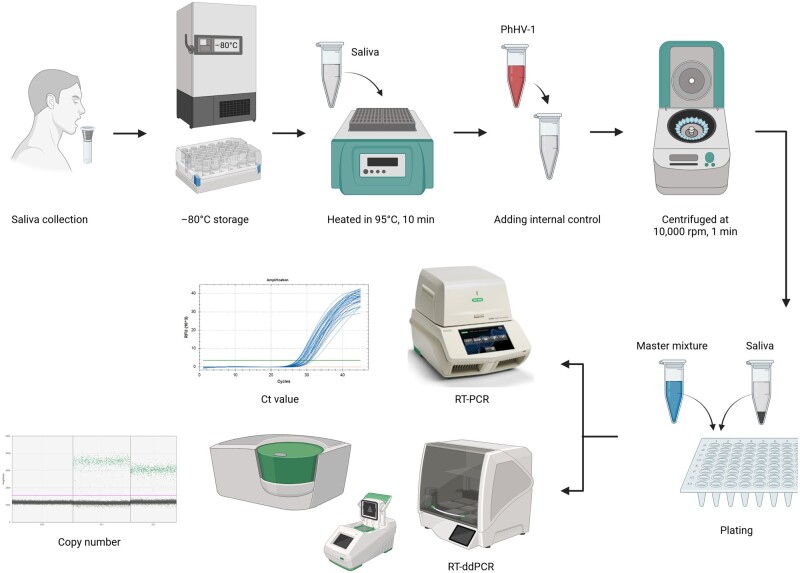 Optimization and application of digital droplet PCR for the detection of SARS-CoV-2 in saliva specimen using commercially available kit.