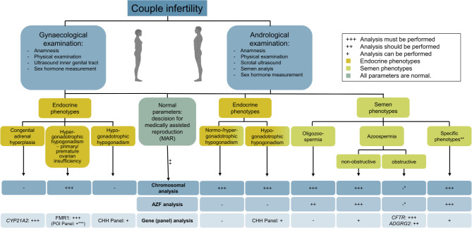 Genetics of female and male infertility.