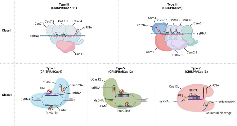 The rise and future of CRISPR-based approaches for high-throughput genomics.