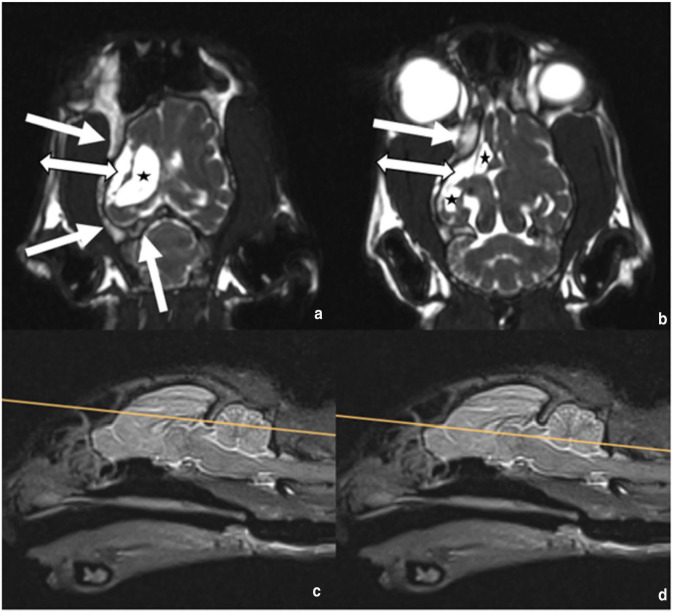 Dyke-Davidoff-Masson-like syndrome in an adult cat.