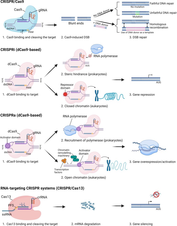 The rise and future of CRISPR-based approaches for high-throughput genomics.