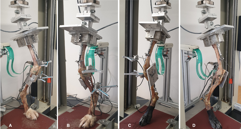 Evaluation of Meniscal Load and Load Distribution in the Sound Canine Stifle at Different Angles of Flexion.