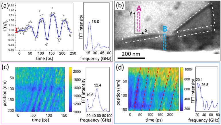Spatiotemporal determination of photoinduced strain in a Weyl semimetal.