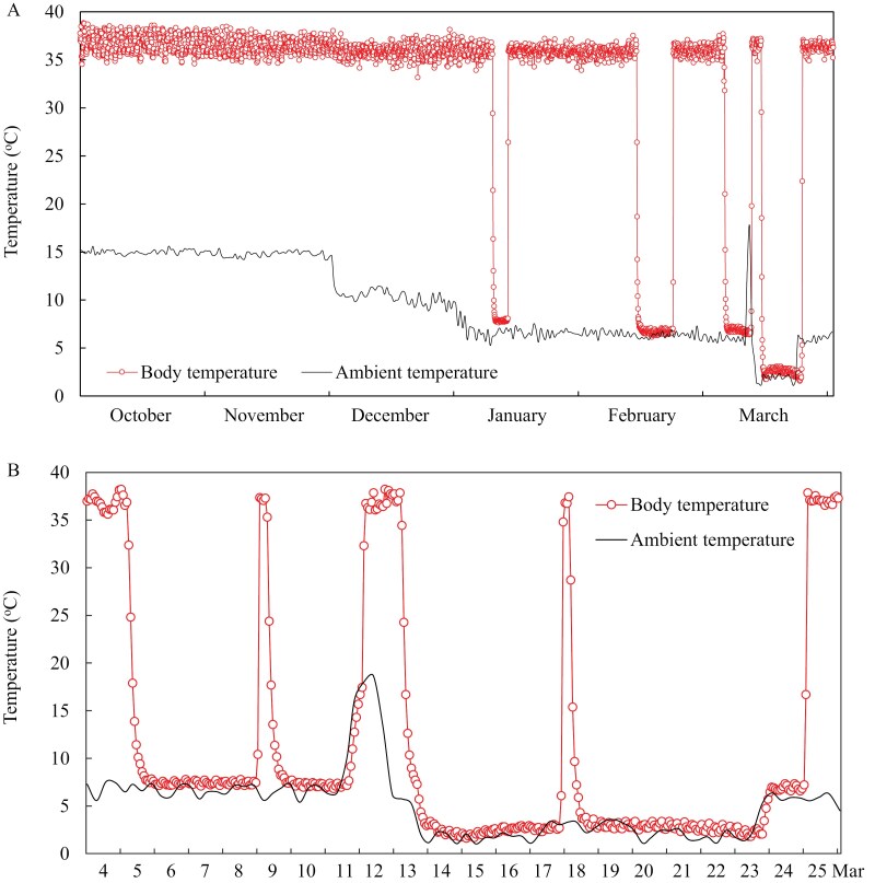 Torpor expression and patterns in 3 sympatric rodents from Inner Mongolia.
