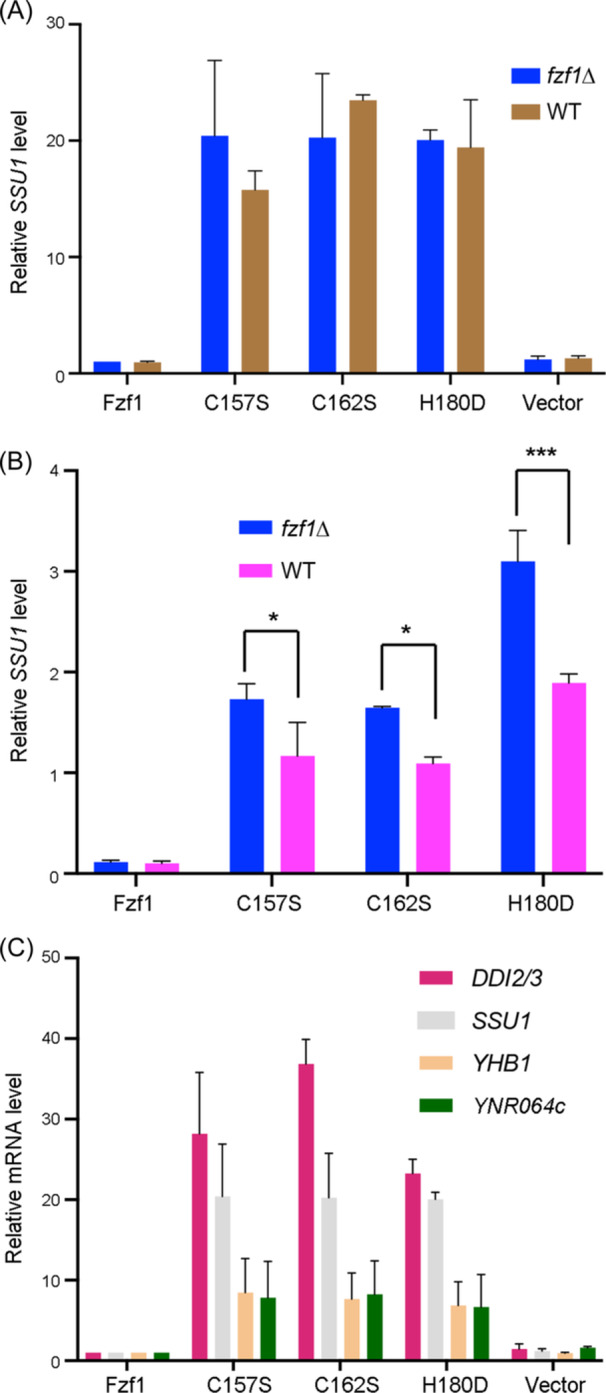 Zinc finger 4 negatively controls the transcriptional activator Fzf1 in <i>Saccharomyces cerevisiae</i>.