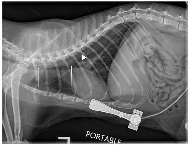 Lidocaine-saturated cotton tip applicator used for laryngeal desensitization resulting in an iatrogenic tracheobronchial foreign body in two cats.
