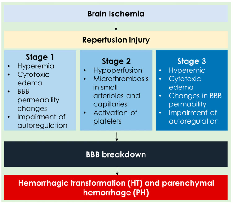 The Cerebrovascular Side of Plasticity: Microvascular Architecture across Health and Neurodegenerative and Vascular Diseases.