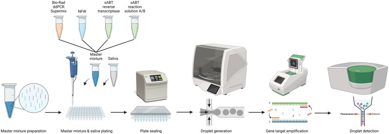Optimization and application of digital droplet PCR for the detection of SARS-CoV-2 in saliva specimen using commercially available kit.