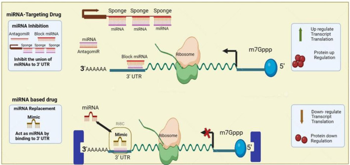 Potential Use of MicroRNA Technology in Thalassemia Therapy.