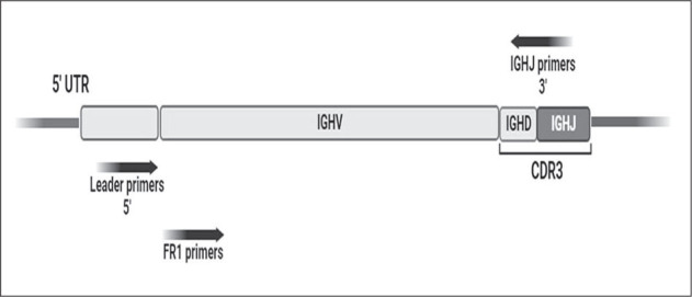 IGHV Mutational Status in a Cohort of Bulgarian CLL Patients: High Unmutated CLL Prevalence in North-East Bulgaria.