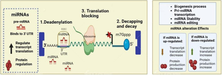 Potential Use of MicroRNA Technology in Thalassemia Therapy.