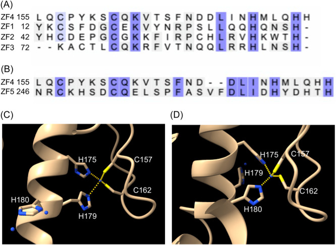 Zinc finger 4 negatively controls the transcriptional activator Fzf1 in <i>Saccharomyces cerevisiae</i>.