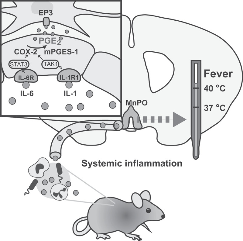 Prostaglandin E<sub>2</sub> production in the brainstem parabrachial nucleus facilitates the febrile response.