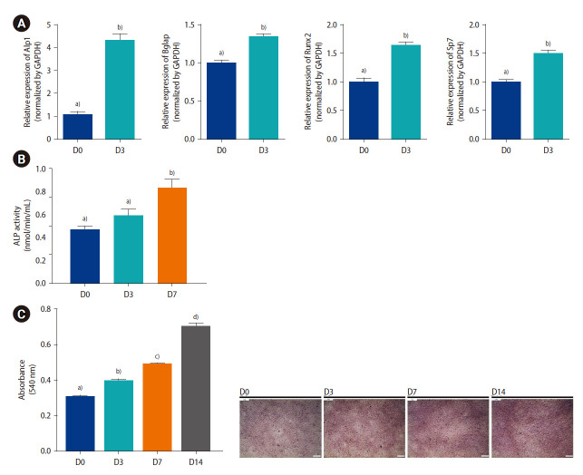 Effect of nicotinamide mononucleotide on osteogenesis in MC3T3-E1 cells against inflammation-induced by lipopolysaccharide.
