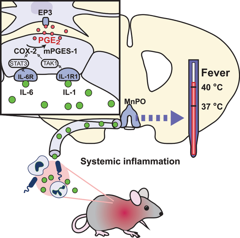 Prostaglandin E<sub>2</sub> production in the brainstem parabrachial nucleus facilitates the febrile response.