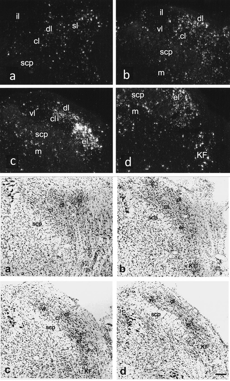 Prostaglandin E<sub>2</sub> production in the brainstem parabrachial nucleus facilitates the febrile response.