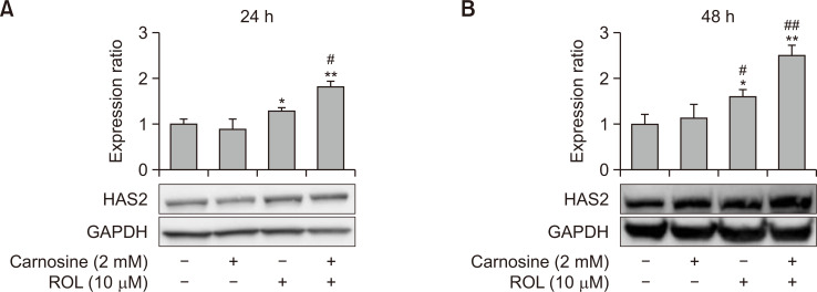 Carnosine and Retinol Synergistically Inhibit UVB-Induced PGE<sub>2</sub> Synthesis in Human Keratinocytes through the Up-Regulation of Hyaluronan Synthase 2.