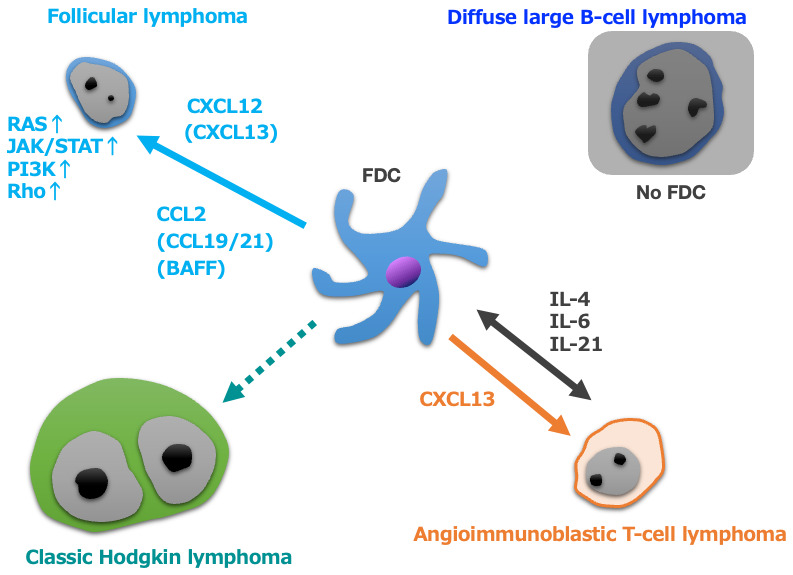Mechanisms of lymphoma-stromal interactions focusing on tumor-associated macrophages, fibroblastic reticular cells, and follicular dendritic cells.