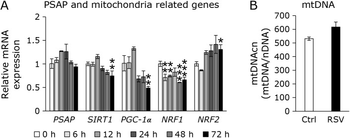 Resveratrol is converted to the ring portion of coenzyme Q10 and raises intracellular coenzyme Q10 levels in HepG2 cell.