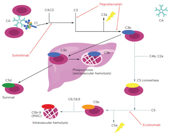 Sutimlimab for Cold Agglutinin Disease.