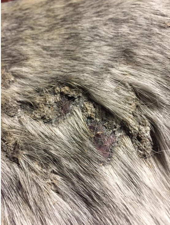 Outbreak of dermatophilosis in horses possibly transmitted by sharing riding equipment.