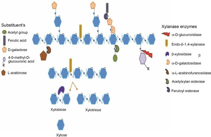 A review on xylanase sources, classification, mode of action, fermentation processes, and applications as a promising biocatalyst.