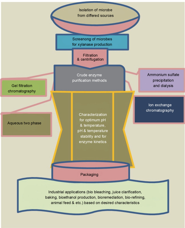 A review on xylanase sources, classification, mode of action, fermentation processes, and applications as a promising biocatalyst.
