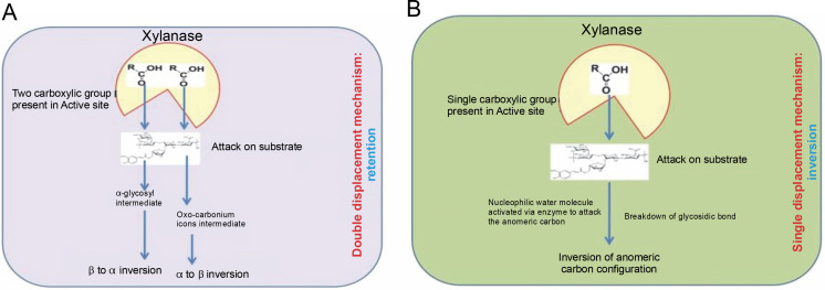 A review on xylanase sources, classification, mode of action, fermentation processes, and applications as a promising biocatalyst.