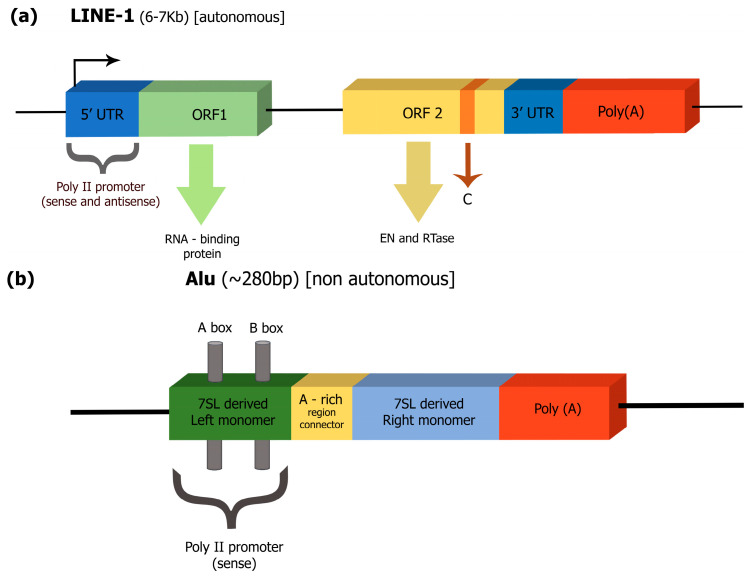 Retrotransposons and Diabetes Mellitus.