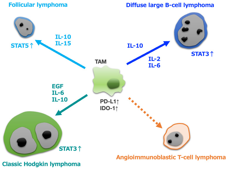 Mechanisms of lymphoma-stromal interactions focusing on tumor-associated macrophages, fibroblastic reticular cells, and follicular dendritic cells.