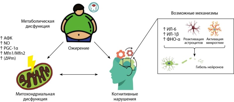 [Cognitive impairment in patients with obesity and impaired carbohydrate metabolism (dysglycemia)].