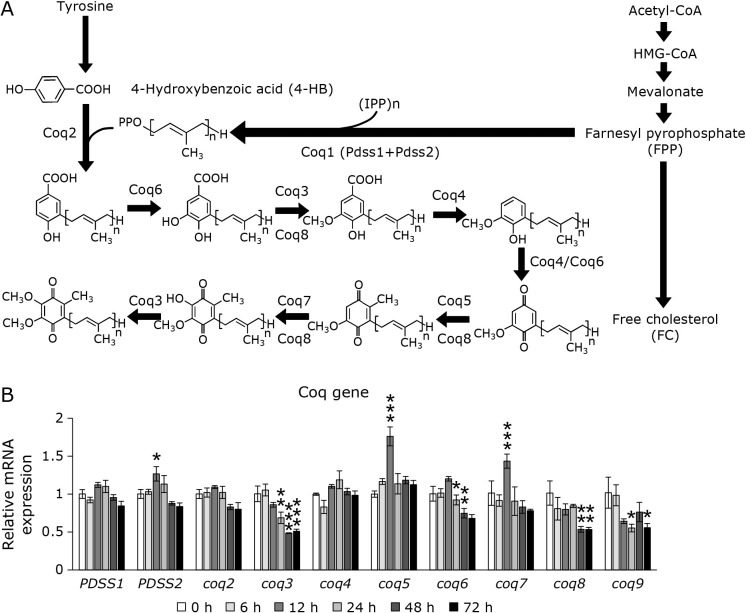 Resveratrol is converted to the ring portion of coenzyme Q10 and raises intracellular coenzyme Q10 levels in HepG2 cell.