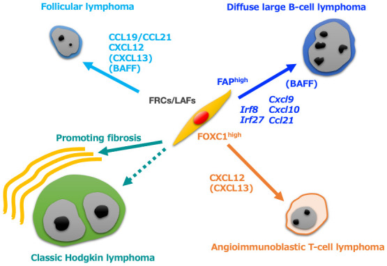 Mechanisms of lymphoma-stromal interactions focusing on tumor-associated macrophages, fibroblastic reticular cells, and follicular dendritic cells.