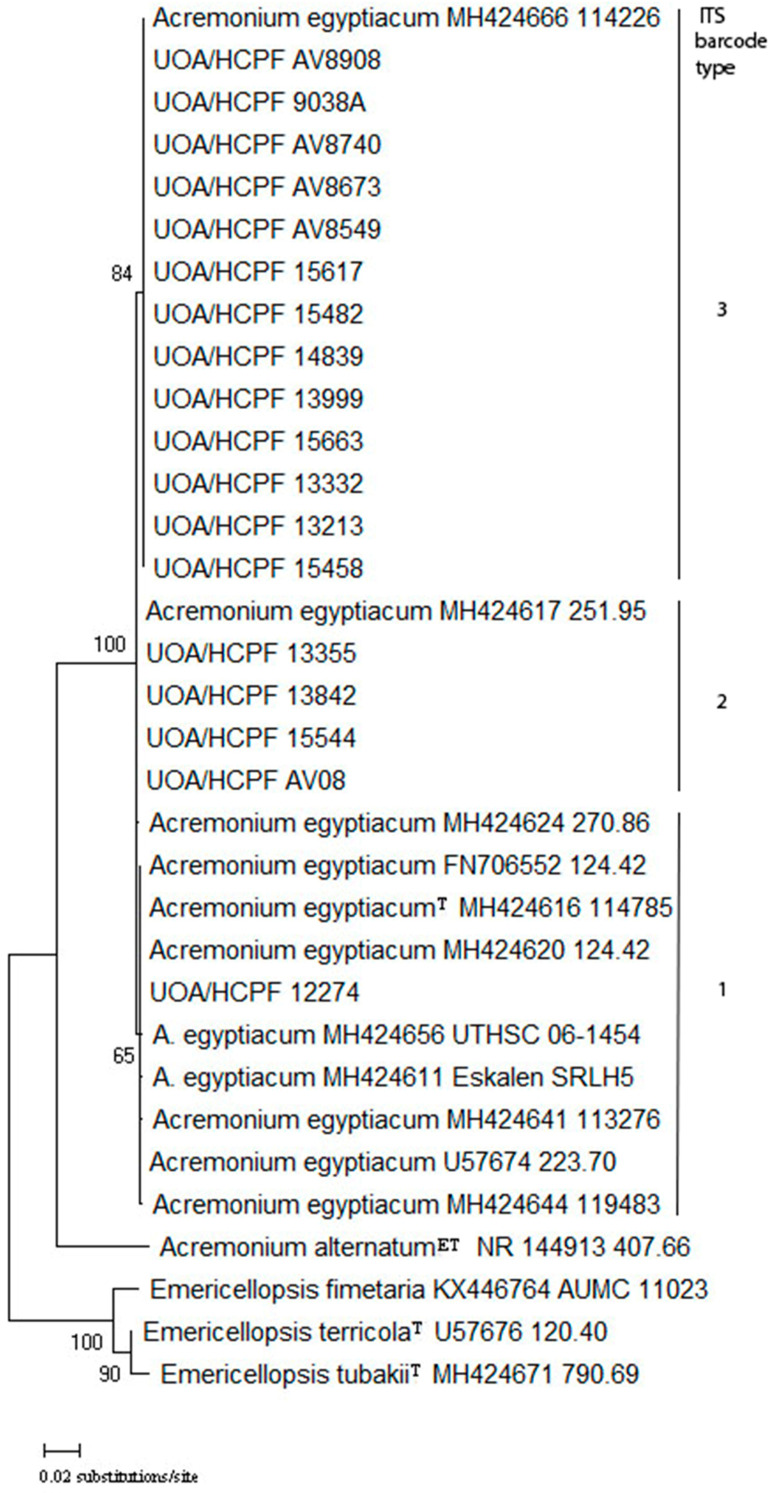 First Confirmed Description of <i>Acremonium egyptiacum</i> from Greece and Molecular Identification of <i>Acremonium</i> and <i>Acremonium</i>-like Clinical Isolates.