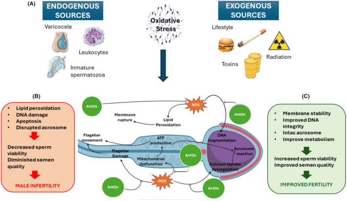 Oxidative stress affects sperm health and fertility-Time to apply facts learned at the bench to help the patient: Lessons for busy clinicians.
