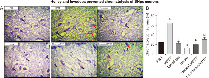 Honey and levodopa comparably preserved substantia nigra pars compacta neurons through the modulation of nuclear factor erythroid 2-related factor 2 signaling pathway in 1-methyl-4-phenyl-1,2,3,6-tetrahydropyridine-induced Parkinson's disease model.