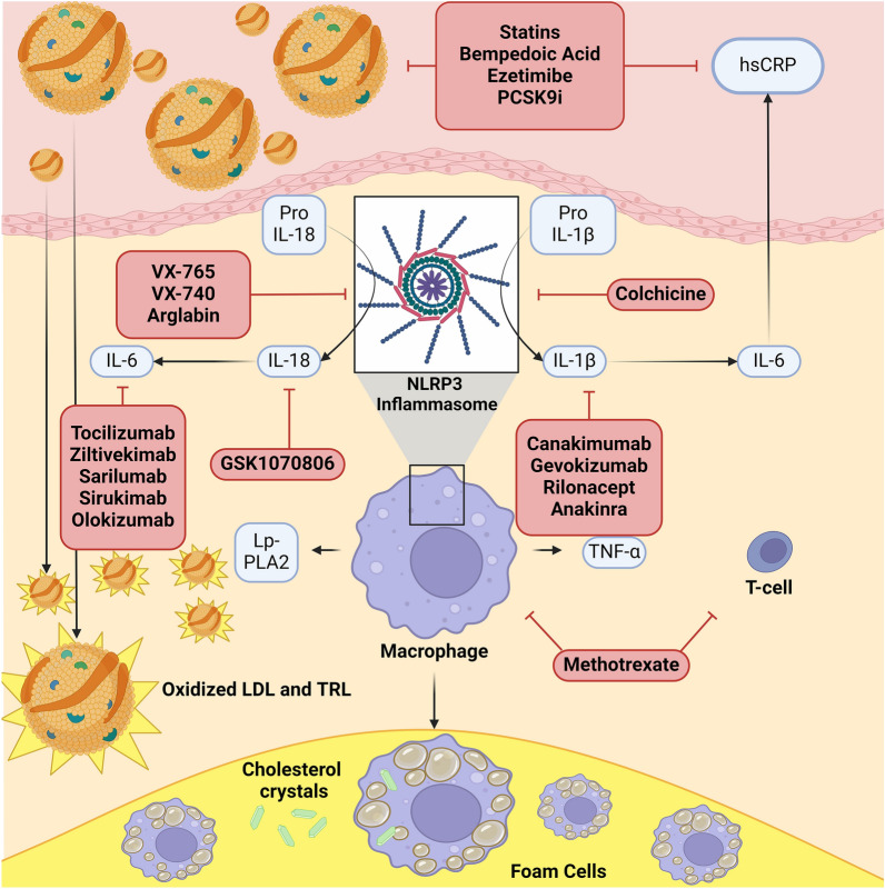 Recent Advances in Targeted Management of Inflammation In Atherosclerosis: A Narrative Review.