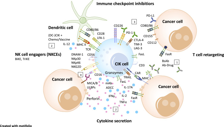 Cytokine-Induced Killer Cells: A Unique Platform for Adoptive Cell Immunotherapy after Allogeneic Hematopoietic Stem Cell Transplantation.