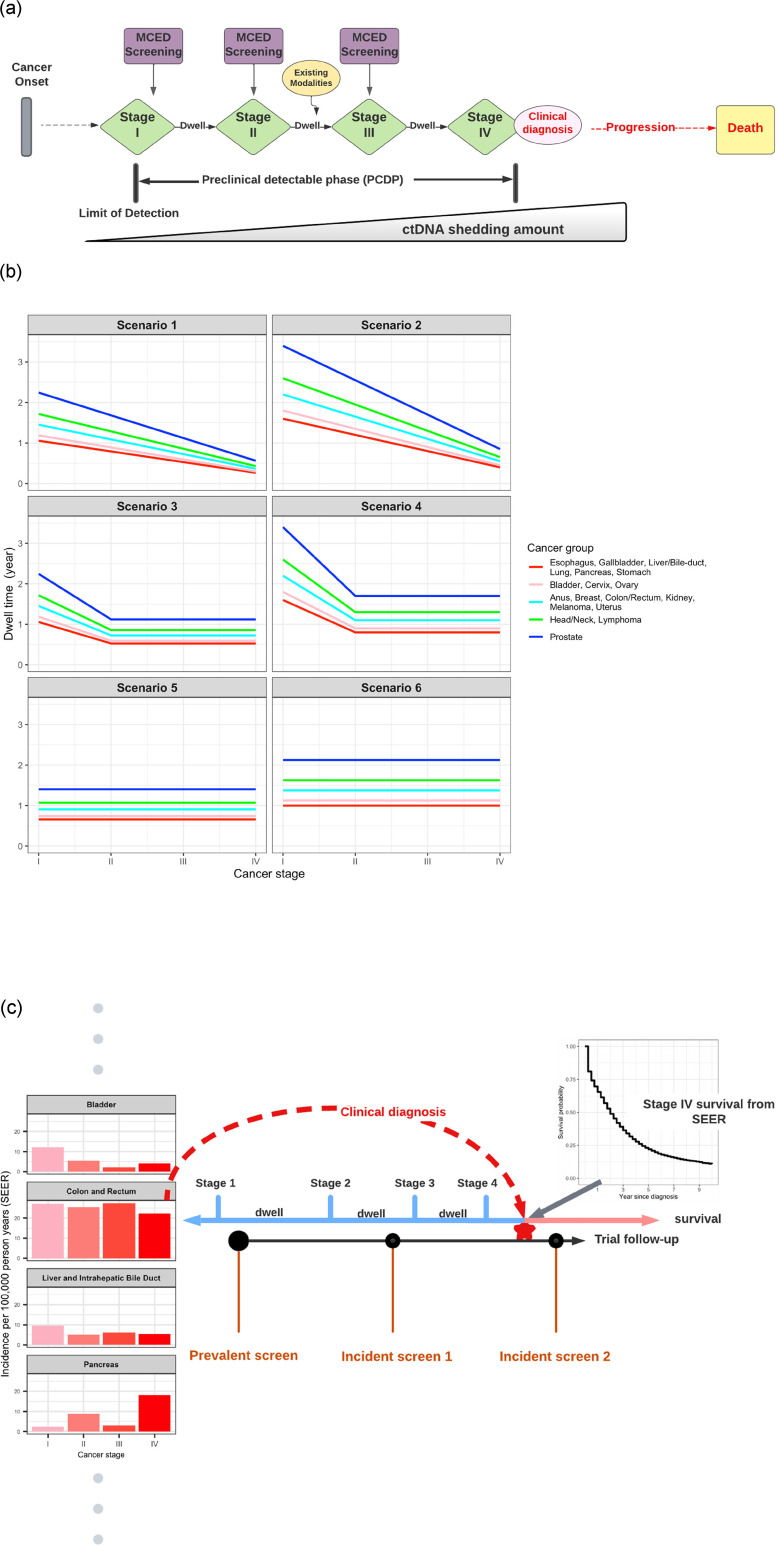 Clinical performance and utility: A microsimulation model to inform the design of screening trials for a multi-cancer early detection test.