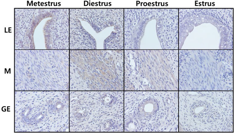 Autotaxin Expression in the Uterus of Cycling Rats.