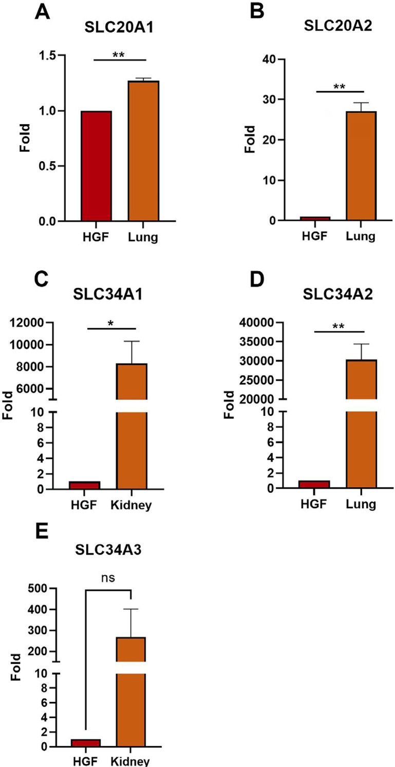 The dynamin inhibitor, dynasore, prevents zoledronate-induced viability loss in human gingival fibroblasts by partially blocking zoledronate uptake and inhibiting endosomal acidification.