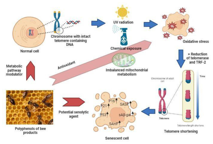 Polyphenols in bee products and prevention of cell senescence.