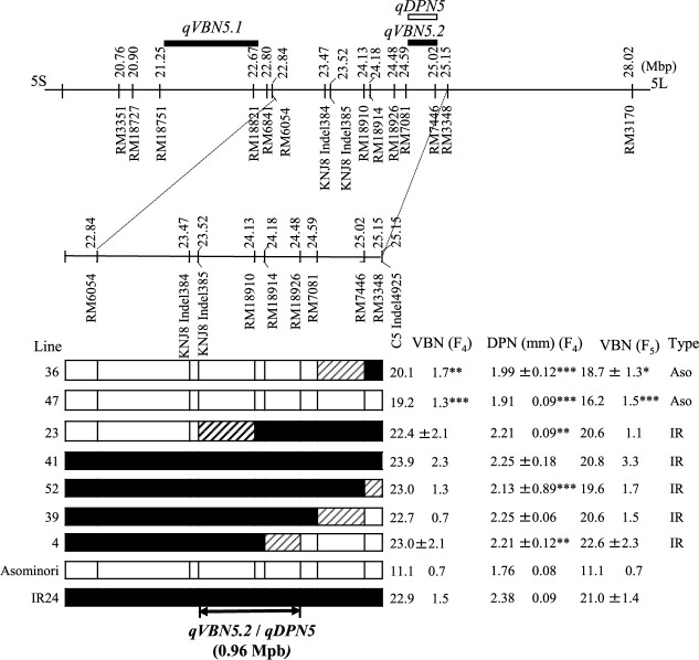 Characterization of QTLs for diameter in panicle neck and substitution mapping of <i>qDPN5/qVBN5.2</i> and <i>qVBN6</i> in rice (<i>Oryza sativa</i> L.).