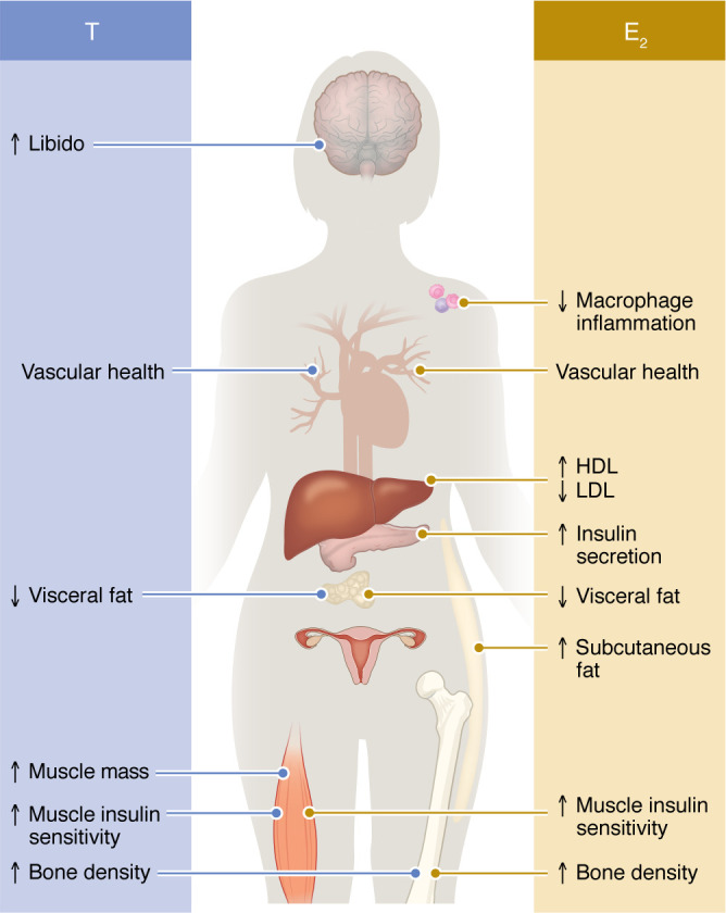 Metabolic benefits afforded by estradiol and testosterone in both sexes: clinical considerations.