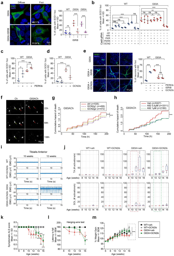 GCN2 inhibition reduces mutant SOD1 clustering and toxicity and delays disease progression in an amyotrophic lateral sclerosis mouse model.
